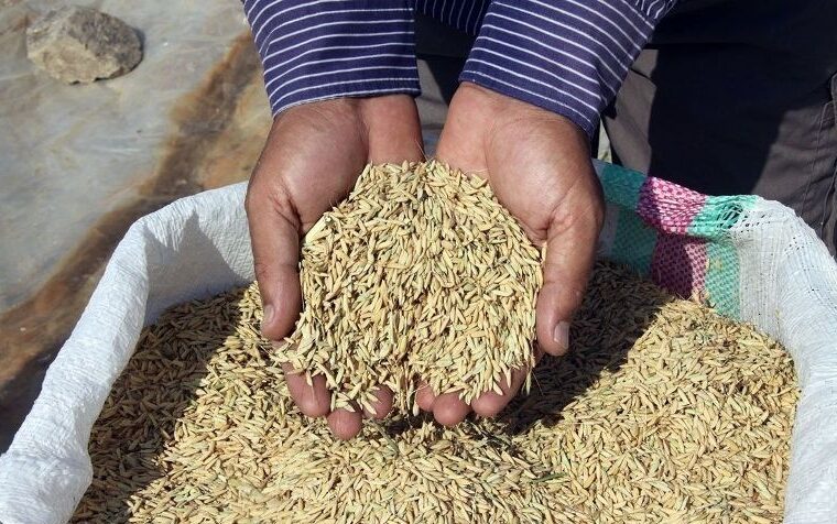 ۱۵هزار تن بذر اصلاح‌شده بین کشاورزان آذربایجان‌شرقی توزیع شد